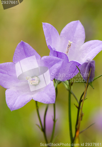 Image of Flowers