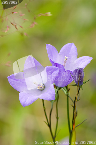 Image of Flowers