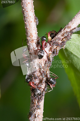 Image of Ant and aphids