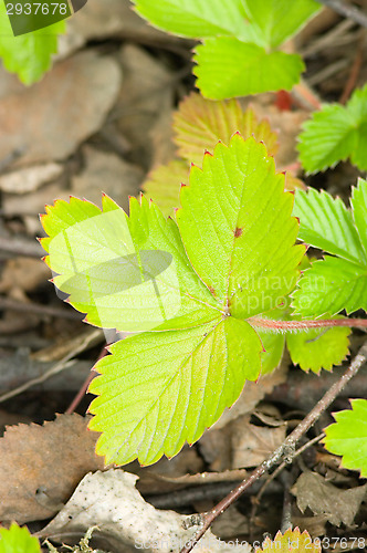 Image of Wild strawberry