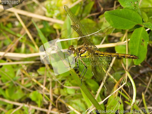 Image of Dragonfly