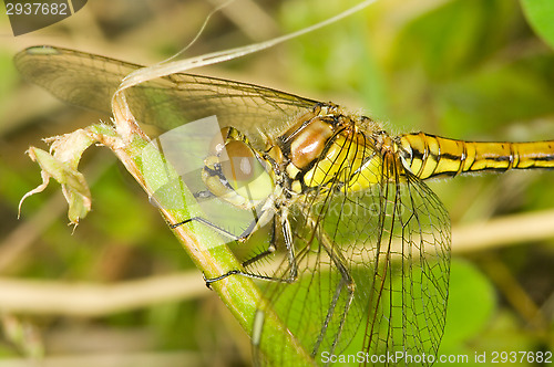 Image of Dragonfly