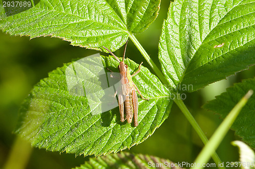 Image of Grasshopper