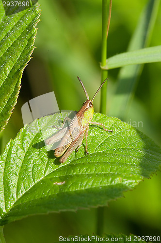 Image of Grasshopper