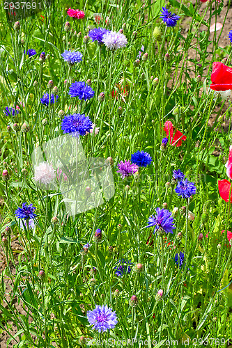 Image of Flowers
