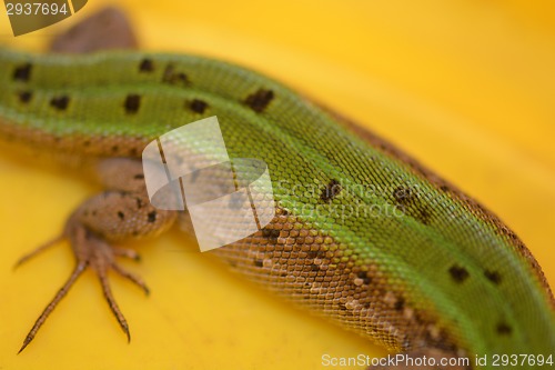 Image of Picture of a back young lizard