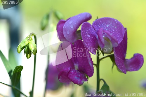 Image of Orchid flowers with water drops