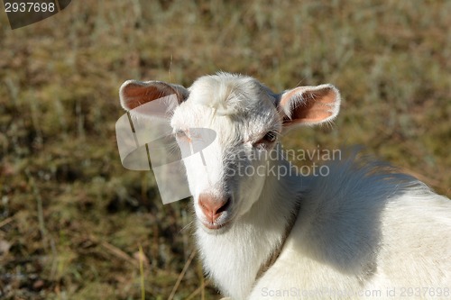 Image of white goat on a summer pasture