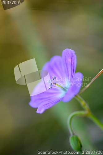 Image of Blue lilac flowers closeup