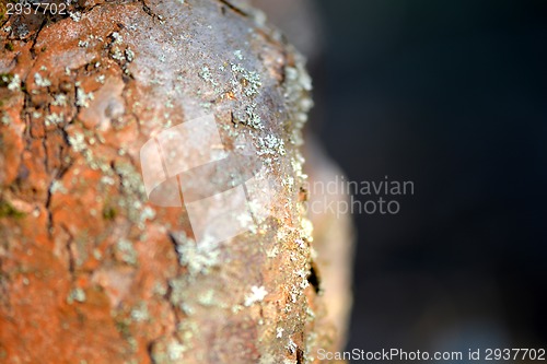 Image of Old Wood Tree Texture Background Pattern, selective focus