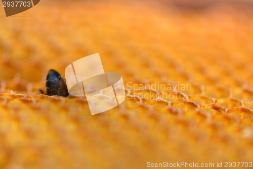 Image of Close up view of the working bees on honeycells
