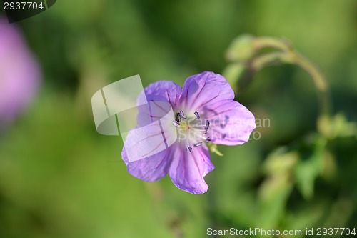 Image of Spring and summer blooming