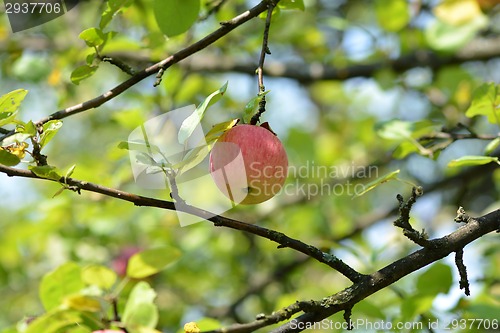Image of Red apples on apple tree branch