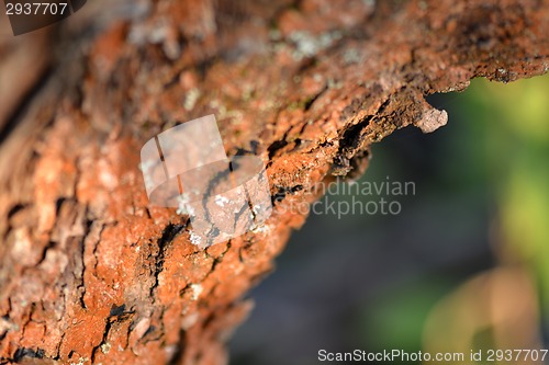 Image of Old Wood Tree Texture Background Pattern, selective focus