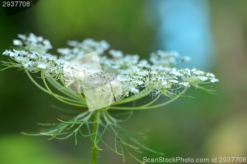 Image of white flowers
