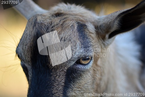 Image of Portrait of a funny goat looking to  camera