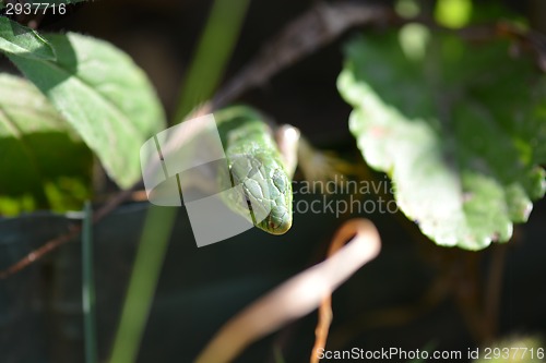 Image of Green crested lizard on green grass