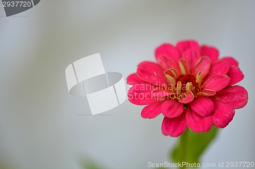 Image of red flower background