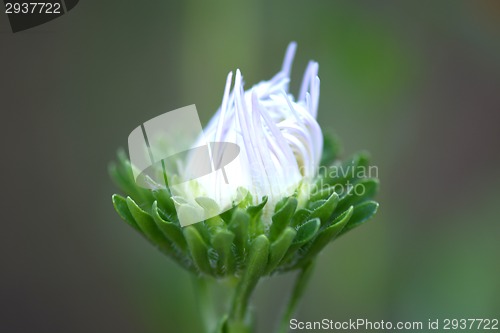 Image of white flowers on bokeh green background