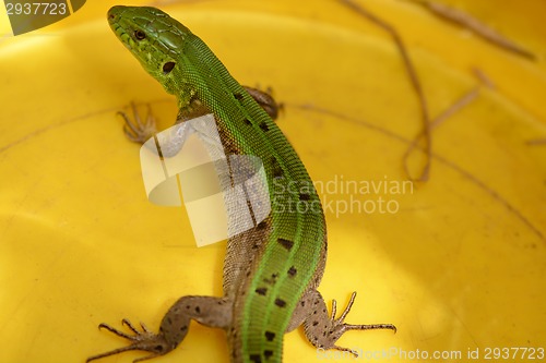 Image of Picture of a young lizard