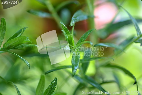 Image of green leaf background