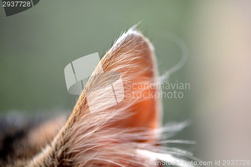 Image of macro cat ears