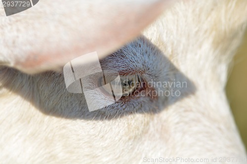 Image of goat eye close up