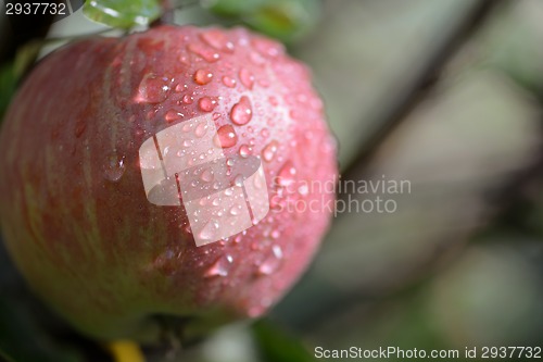 Image of Ripe Red Apples Covered with Raindrops