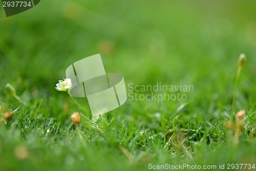 Image of camomiles in green grass close up with water drops