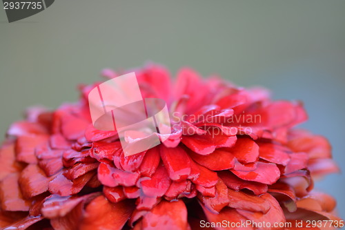 Image of red flower background