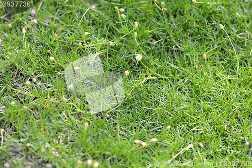 Image of green grass texture for background