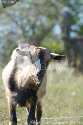 Image of Funny goat's portrait on a green sunny meadow background
