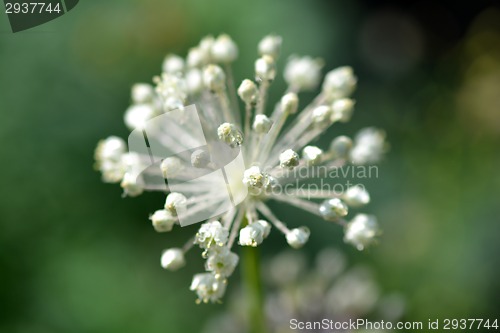 Image of white flowers