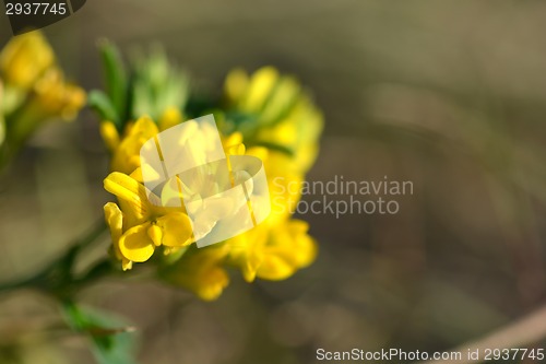 Image of Spring background with beautiful yellow flowers, macro