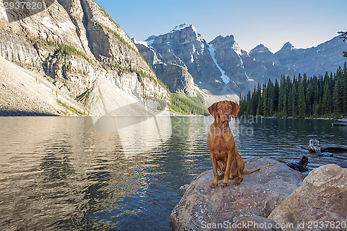 Image of dog sitting on rock by glacier lake