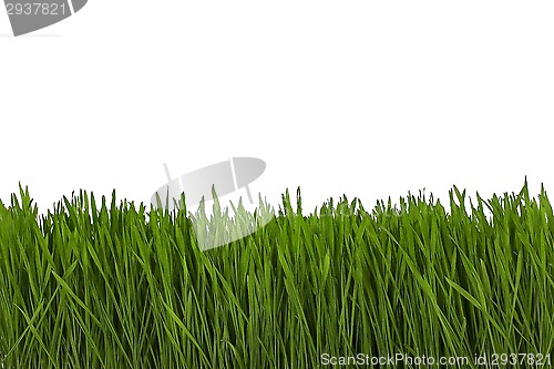 Image of wheat grass