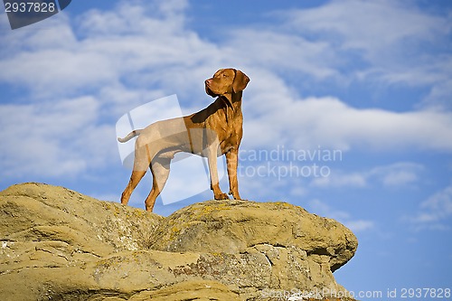 Image of dog standing on cliff