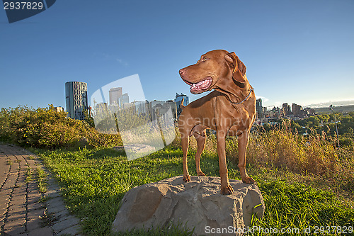 Image of city dog