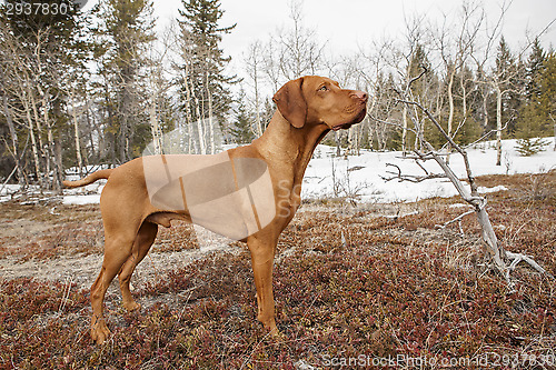 Image of vizsla dog  in nature