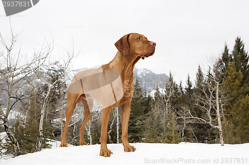 Image of hunting dog standing on snow