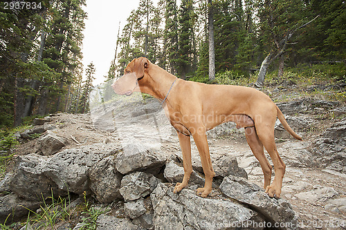 Image of dog on mountain pathway