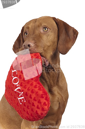 Image of dog with red heart 