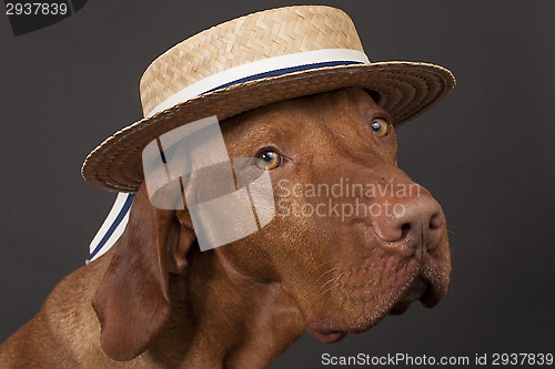 Image of dog with straw  hat 
