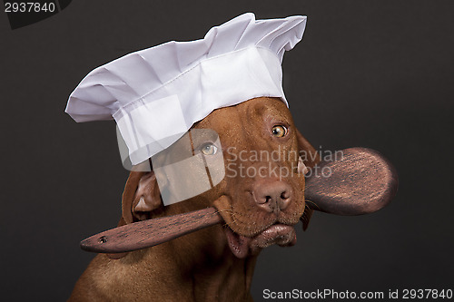 Image of dog chef