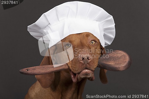 Image of pure breed dog chef 