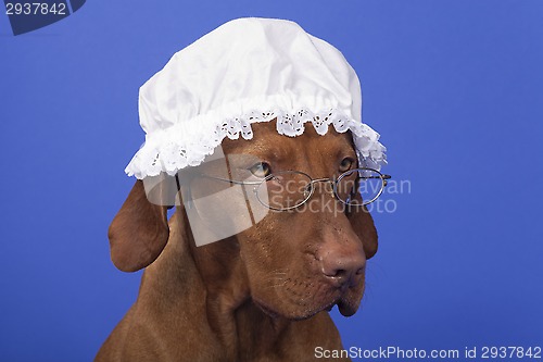 Image of dog with grandma night cap