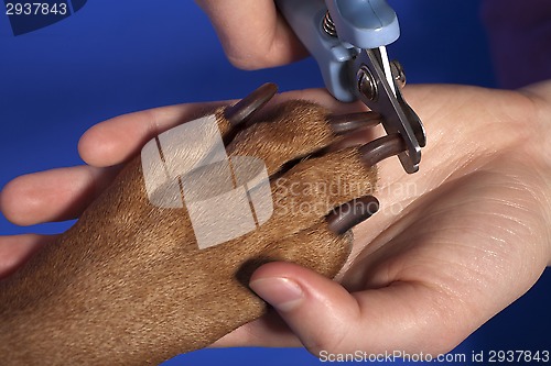 Image of cutting dog nail 