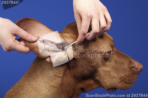Image of pure breed dog's ear cleaned