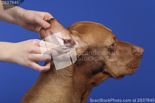 Image of grooming the dog