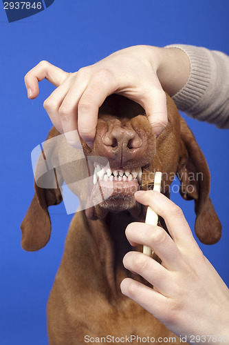 Image of brushing dog teeth